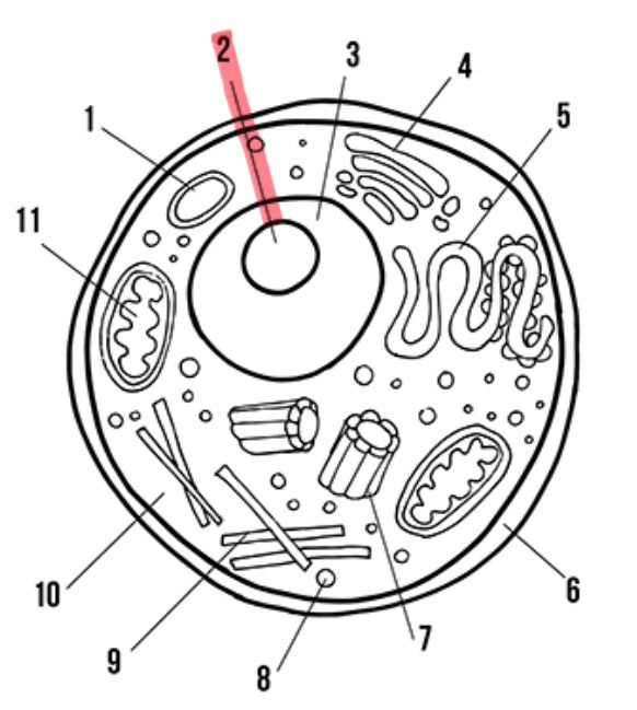 <p>What is the highlighted area called</p>