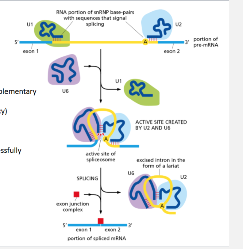 <ul><li><p> U1 binds the 5′ splice site.</p></li><li><p>U2 binds the branch point adenine.</p></li><li><p>U6 rechecks the 5′ site and forms the active site.</p></li><li><p>Once the axon joins, the exon junction complex is deposited to signal that splicing is done.</p></li></ul><p></p>
