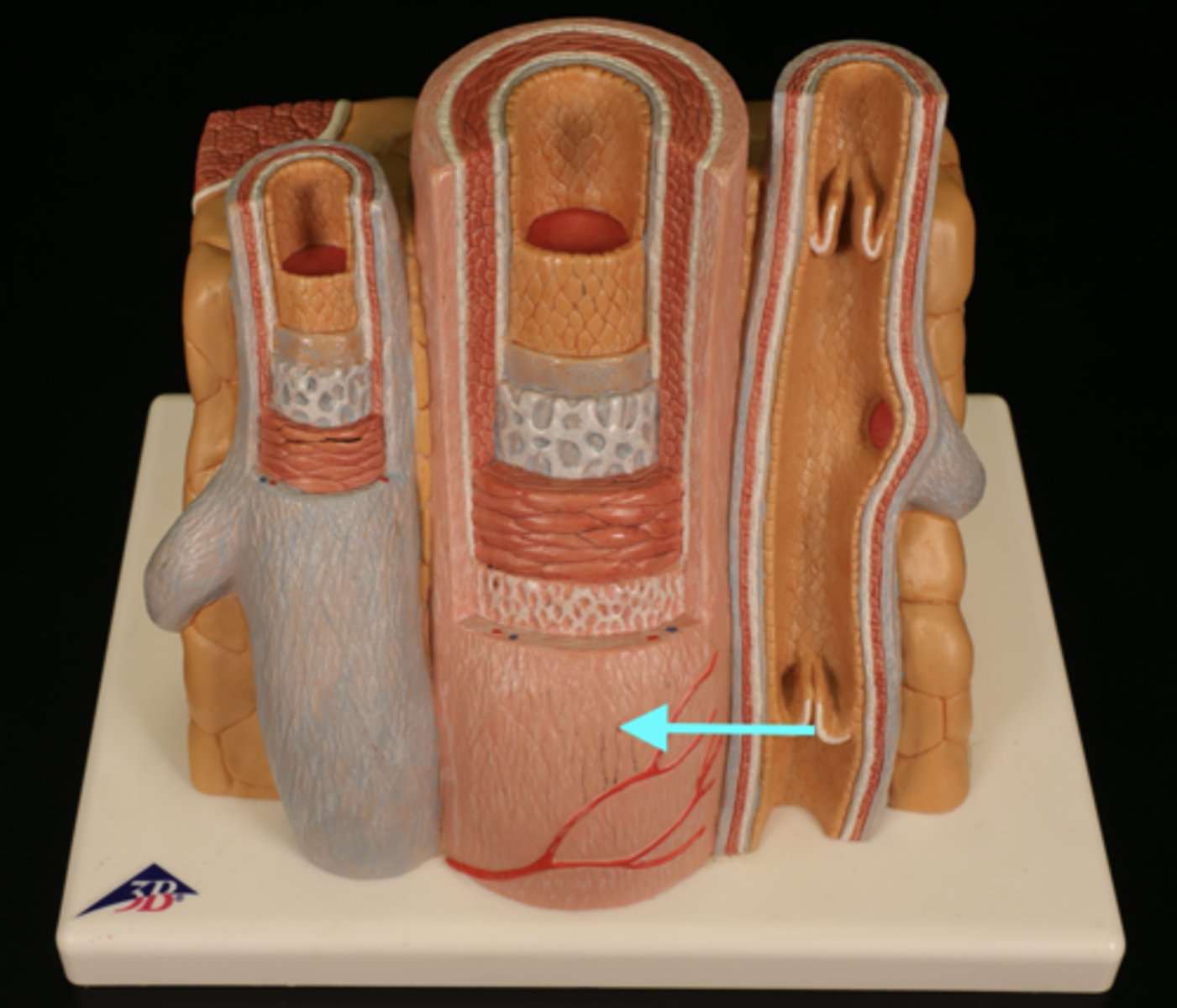 <p>outer layer of a blood vessel which connects/anchors it to surrounding tissues</p>