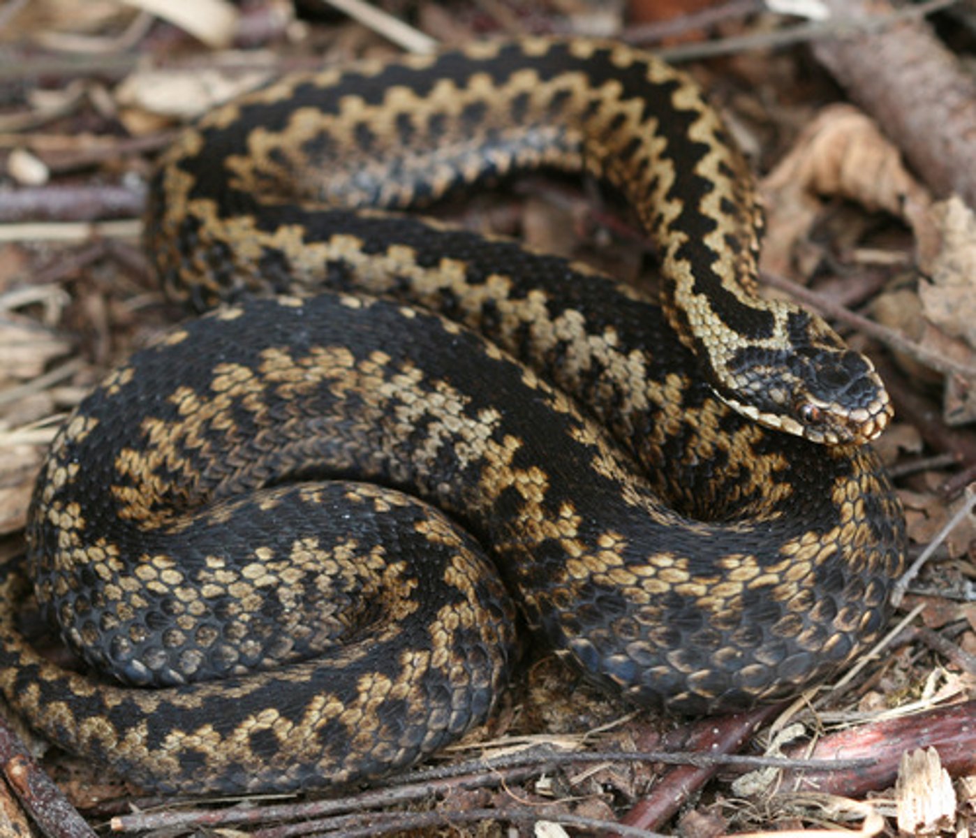 <p>żmija zygzakowata - a small venomous snake found in Europe</p>