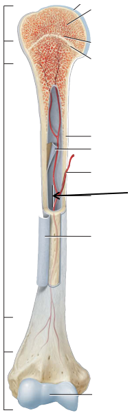 <p>Which part of the arm bone is being pointed out by the arrow? <em>Hint: contains yellow bone marrow in adults</em>. </p>