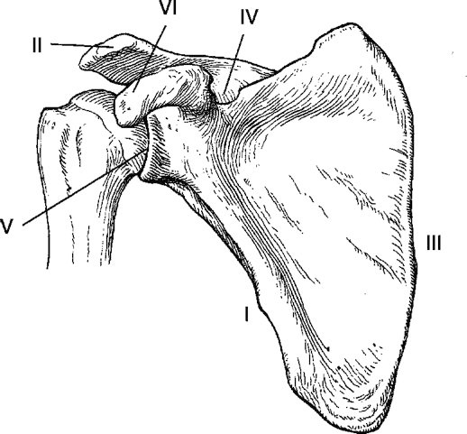 The structure designated as V is the: