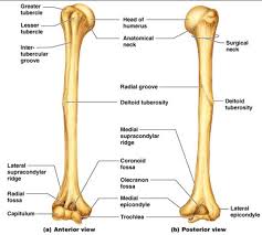 <p>where radial bone will be attached</p>