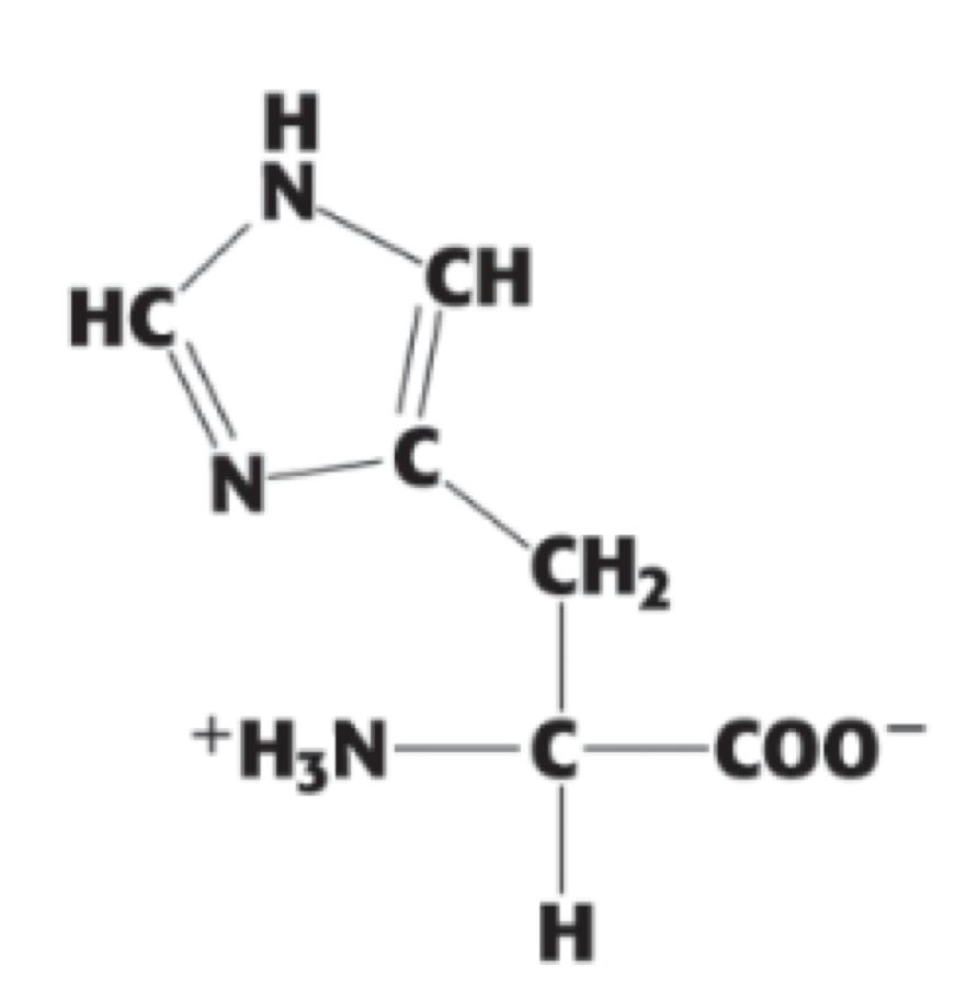 <p> (His, H). positively charged</p>