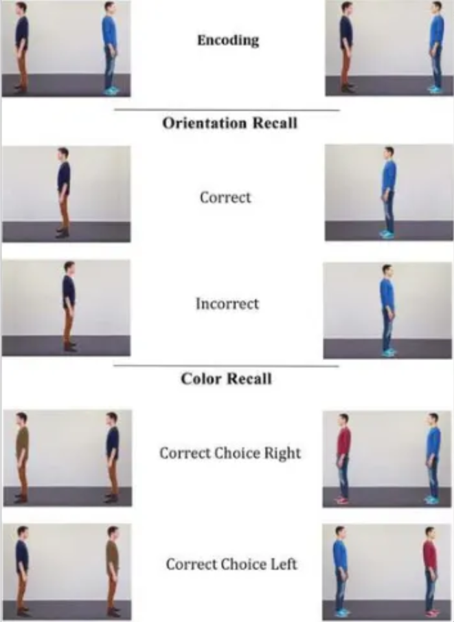 <p>The primary task involved participants judging or remembering the interpersonal distance between two individuals (dyads).<span><span>&nbsp;</span></span></p><ol><li><p><span><strong><span>Stimuli:</span></strong><span> Participants were shown pairs of human silhouettes, arranged either face-to-face (facing) or back-to-back (facing away/non-facing).</span></span></p></li><li><p><span><strong><span>Procedure:</span></strong><span> In one version, participants were shown a dyad, followed by a blank interval, and then the same dyad again at a different location. They were asked to judge whether the inter-individual distance had changed from the initial presentation.</span></span></p></li><li><p><span><strong><span>Spatial Distortion Measure:</span></strong><span> The researchers found that facing dyads were remembered as being physically closer together than back-to-back dyads, consistent with a spatial memory distortion or "distance compression effect". This effect suggests that facing dyads are processed as an integrated social unit, compressing the perceived spatial representation between them.&nbsp;</span></span></p></li></ol><p></p><p>The inclusion of colour, which was irrelevant to the main distance judgment task, came in a surprise memory task following the main experiment. This surprise test was used to see if participants had enhanced memory for various features (including color) when they had previously processed the individuals as an "interacting" (facing) social unit.<span><span>&nbsp;</span></span></p><ul><li><p><span><strong><span>Memory Retention:</span></strong><span> The results showed that memory retention of both group-relevant and group-irrelevant features (like color) was enhanced when recalling interacting partners. This indicates that processing a dyad as a social interaction leads to better overall feature binding and memory for the elements that form that social unit.&nbsp;</span></span></p></li></ul><p></p>