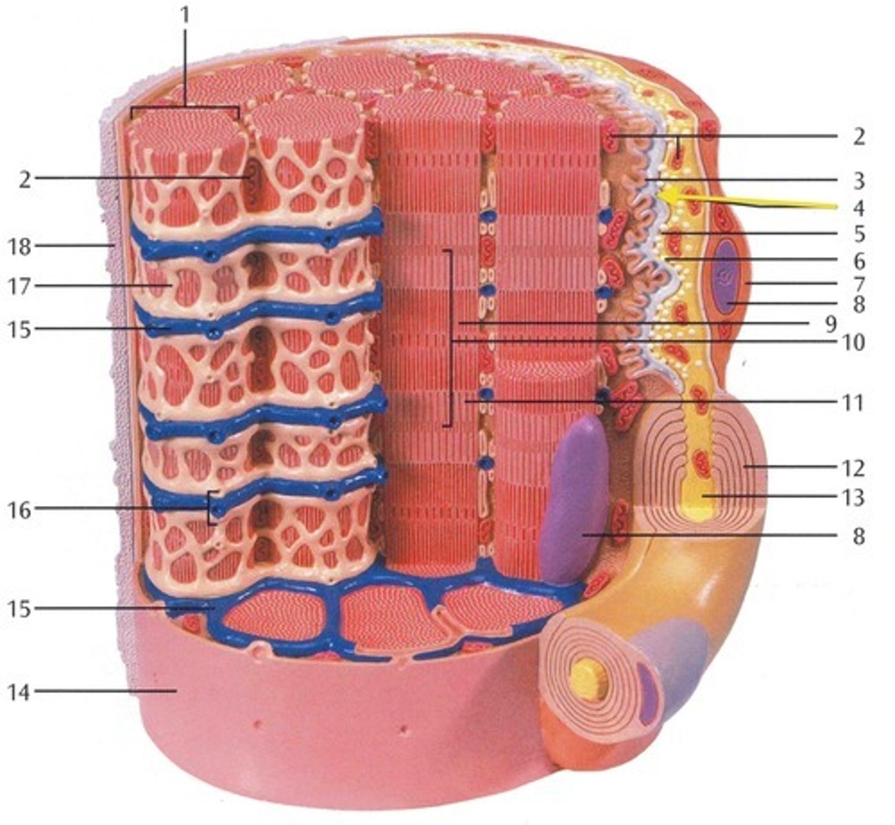 <p>13</p>