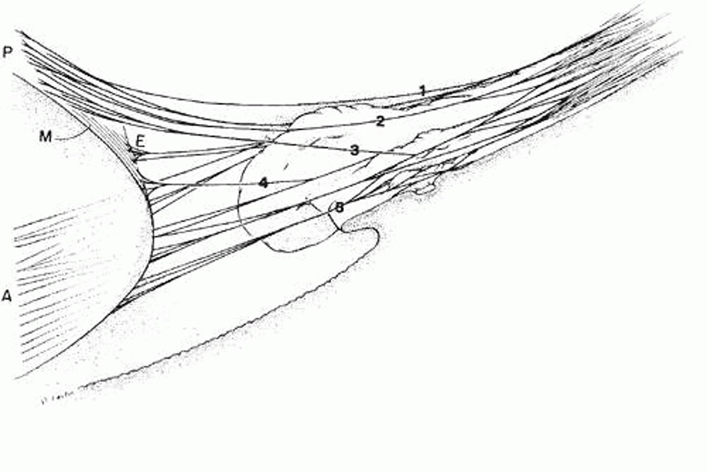 <p>Anteriorly (this may contribute to presbyopia)</p>