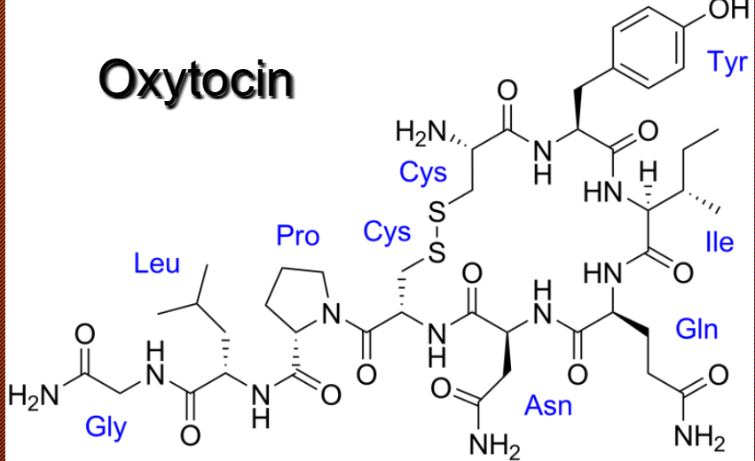 <p>Hormone: Polypeptides (bonds) and Proteins (strings of amino acids) → <u>Peptides</u></p>