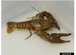 <p>from the rivers of mississippi</p>