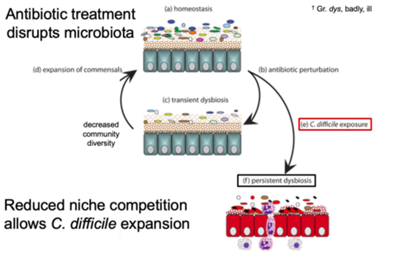 <p>microbial imbalance on or inside the body that can cause a disruption in normal function</p>