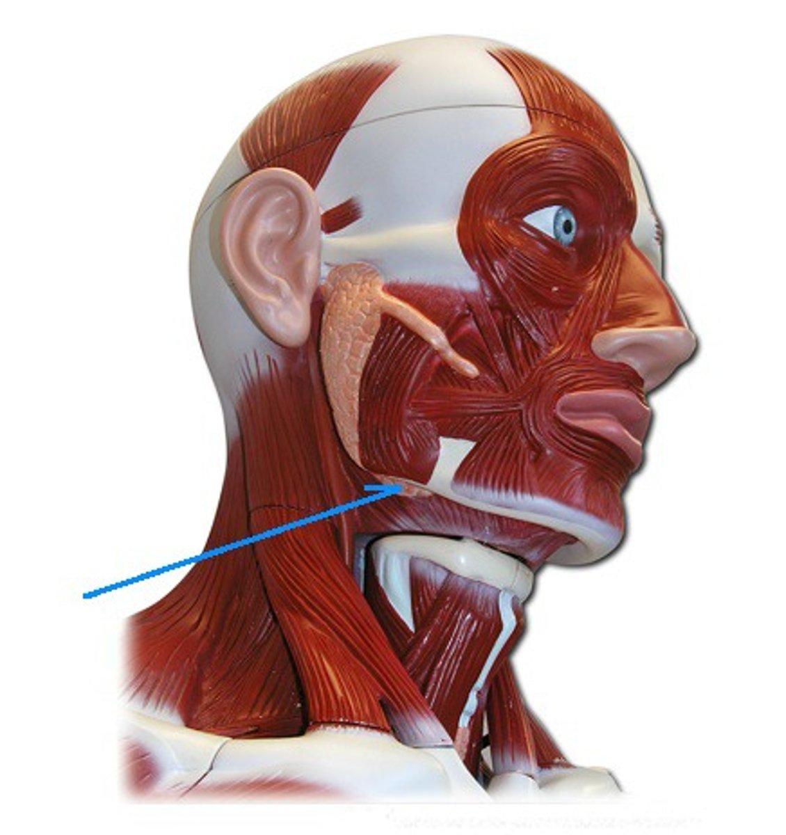 <p>Identify the structure, organ, or bone.</p>