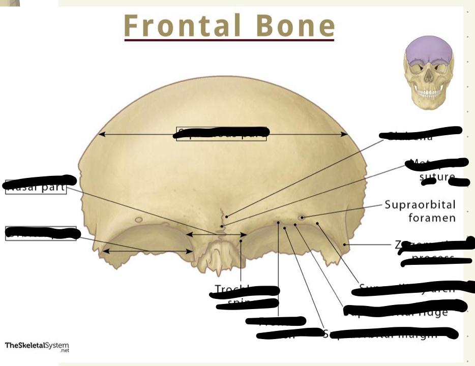 <p>frontal</p>