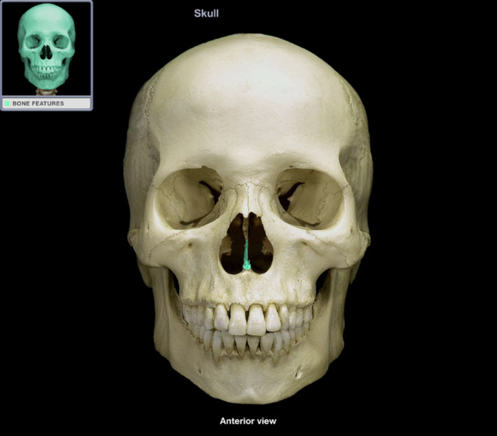 knowt flashcard image