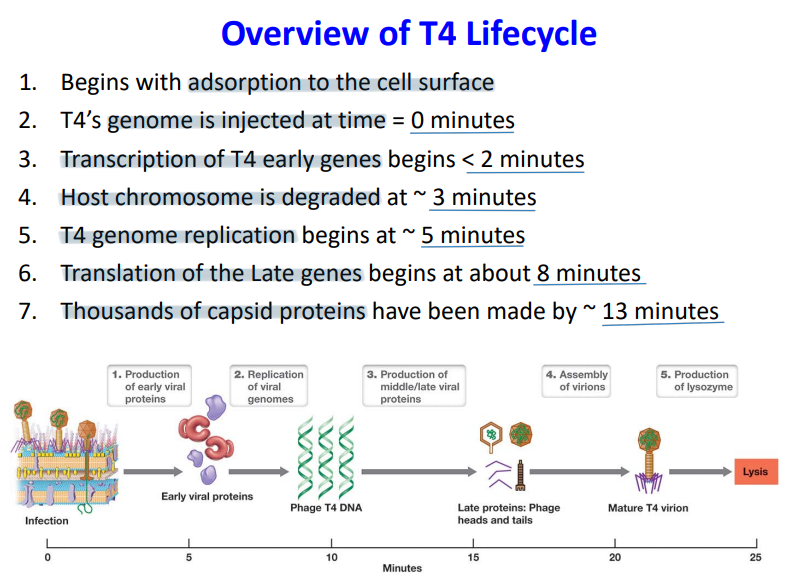 <p>T4 Life cycle</p>