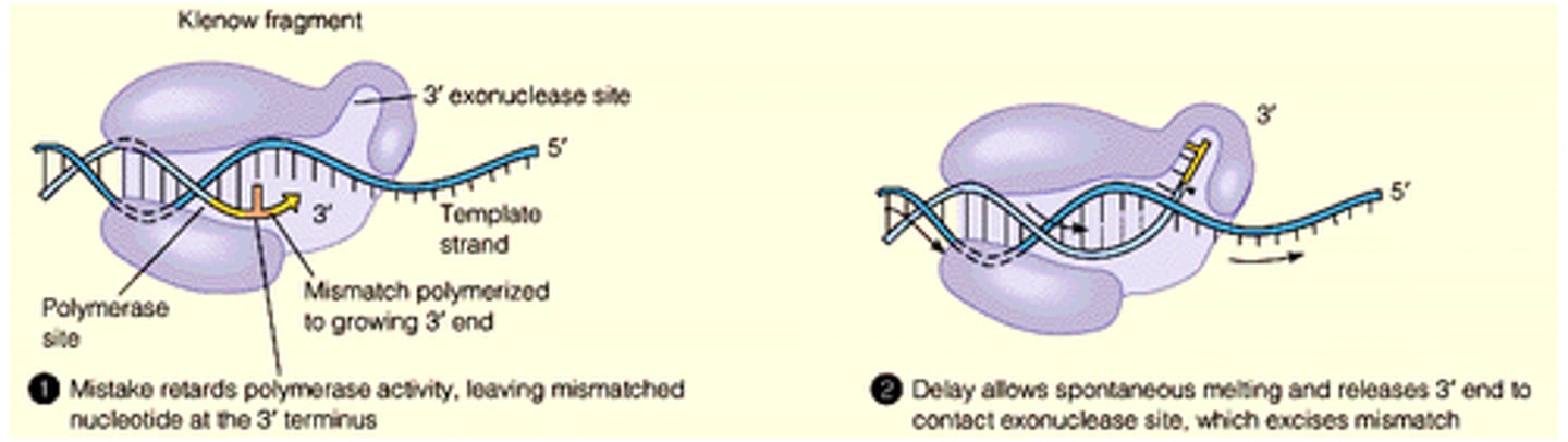 <p>an only polymerize (add nucleotides to the DNA strand) in one direction, the 5′ to 3′ direction</p>