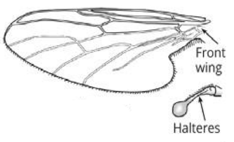 <p>Name what kind of wing this is and and example of the order it is found in</p>