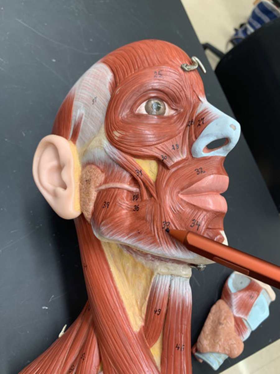 <p>O: mandible</p><p>I: angle of mouth</p><p>A: depresses angle of mouth</p><p>Inn: Facial nerve (CN VII)</p>