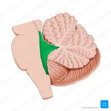 <p>fourth ventricle</p>