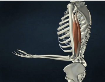 <p>ACTION of triceps brachii</p>