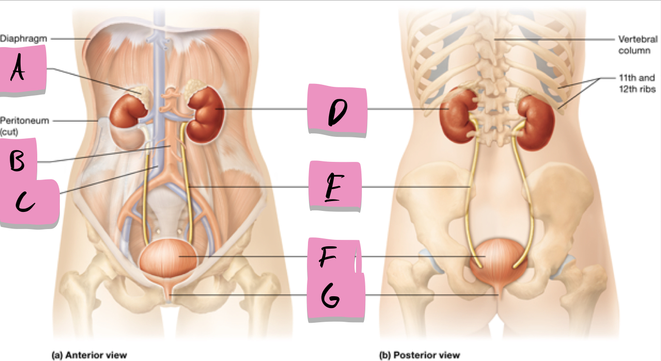 <p>conveys urine to the outside of the body; label g</p>