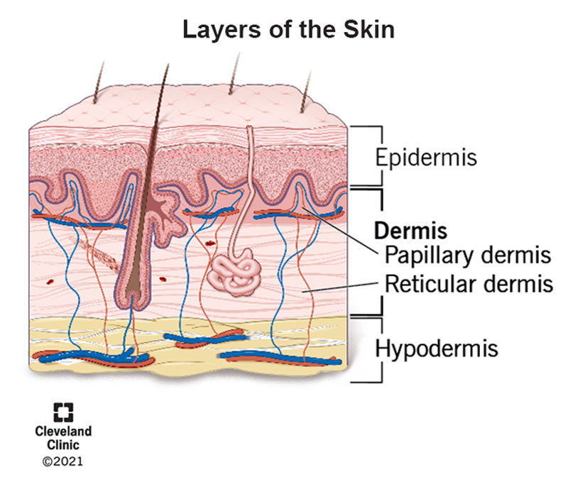 <p>skin, papillary, reticular, finger, highly, dermis, capillary, nerve endings, dermis papillae, heart, arteries, veins, capillaries, epidermis, 80%, resilience, hydration, collagen, stretchy</p>