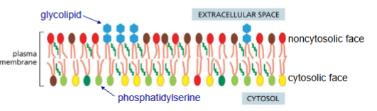 <ul><li><p><span style="color: yellow;">Formed by adding sugar groups to lipids/proteins on luminal face of golgi</span></p></li><li><p>Ends up on plasma membrane or other organelles on noncytosolic face</p><ul><li><p>Protects membrane from harsh environments</p></li><li><p>(extracellular, lysosomes, etc)</p></li></ul></li></ul><p></p>