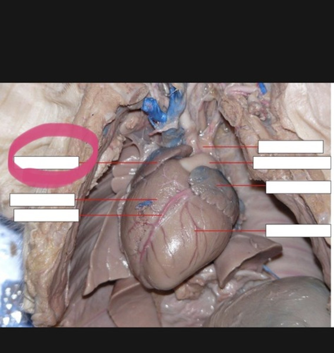 <p>Receives systemic venous blood — Right dorsal chamber of heart</p>