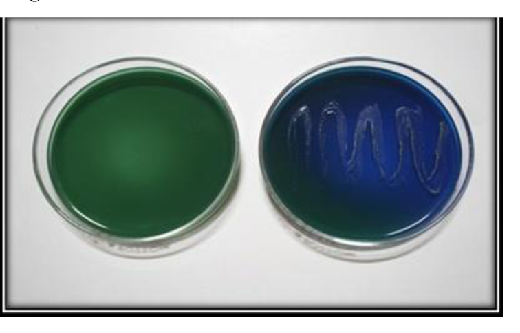 <p>Tests if organisms can utilize citrate as a carbon source</p><p>— citrate as the sole carbon source</p><p>— bromothymol blue as a pH indicator </p><p>— green changes to blue </p>