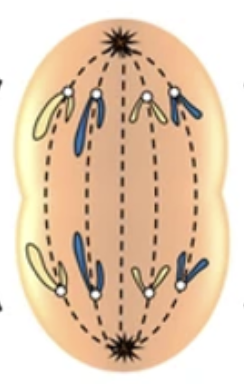 <p>What stage of mitosis is this?</p>