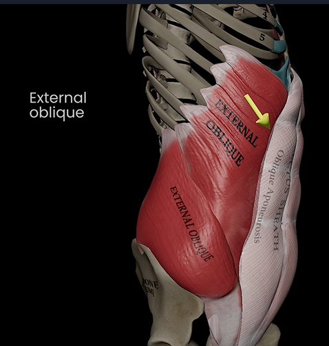 <p>Function: flexes, lateral flexion, &amp; rotation of trunk</p><p>Origin: external surface or ribs</p><p>Insertion: linea alba &amp; pubic crest</p>