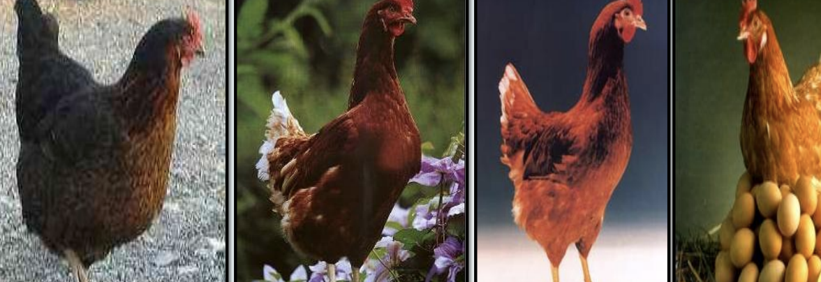 <p>What is term for egg-laying hybrid breeds, which originate from light and medium breeds with strains like Harco, Isa Brown, Lohmann Brown, and Babcock?</p>