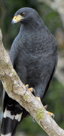 <p>What bird is this?</p>