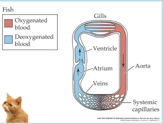 <ul><li><p>In most fishes, the heart is a single two-chambered pump. Deoxygenated blood is pumped forward from the ventricle to the gills where oxygen and carbon dioxide are exchanged.</p></li><li><p>The oxygenated blood then passes to the tissues, where it loses oxygen, and eventually returns to the heart, which it enters through the single atrium.</p></li></ul>