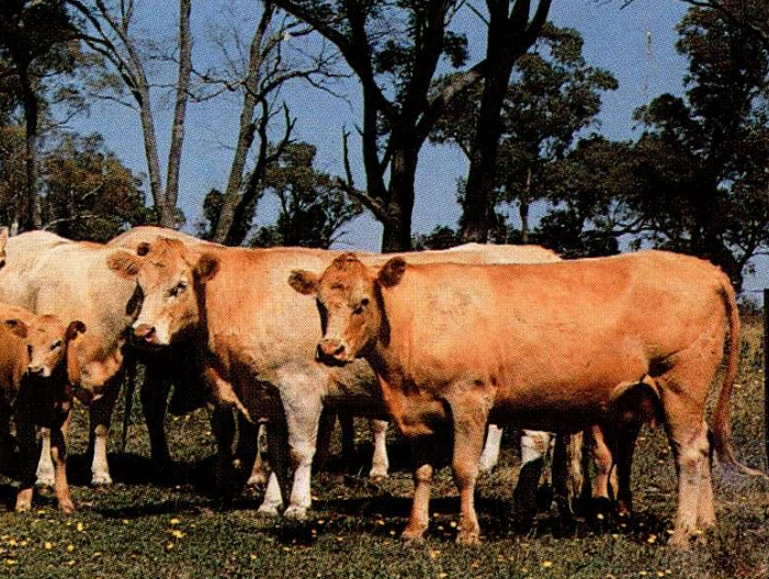 <p>Breed, type, and place of origin?</p>