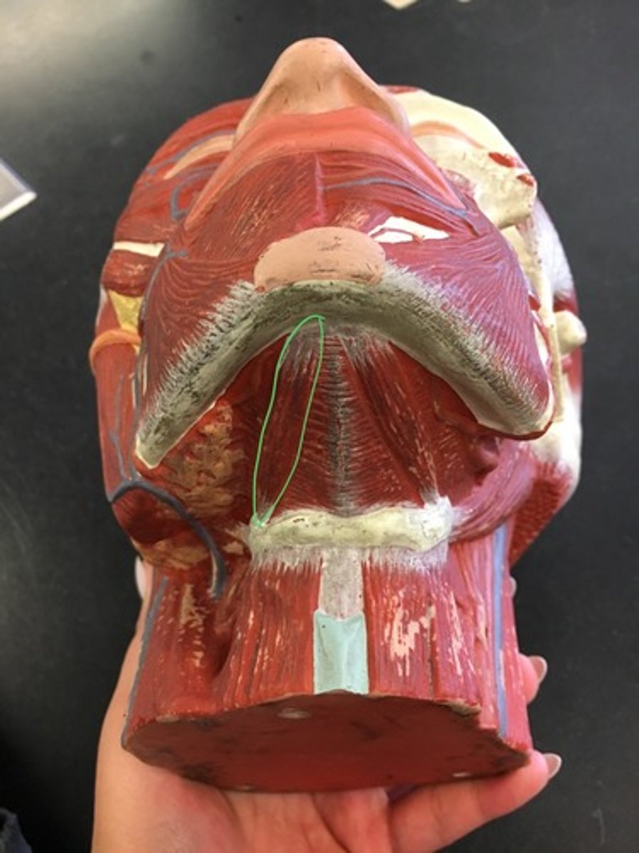 <p>From hyoid to mental protuberance.</p><p>Origin: Mental Protuberance </p><p>Insertion: Hyoid Bone</p>