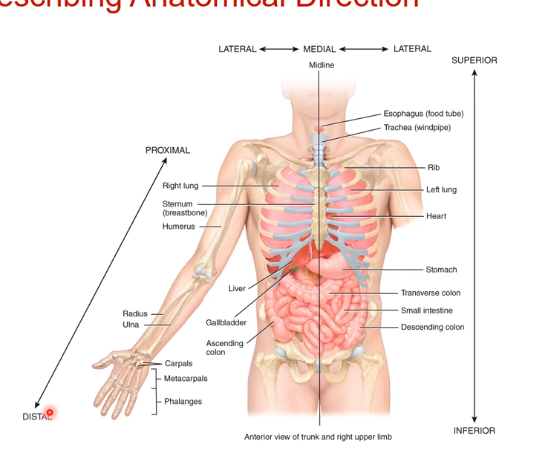 <ol><li><p>Superior and inferior (top and bottom)</p></li><li><p>Medal and lateral (going in towards the midline as medal and going away from the midline as lateral).</p></li><li><p>Distal and Proximal (refers to the upper and lower limbs. it coming closer to the attachment point of the lower limbs or closer to the torso). ex in this case proximal would be something towards the shoulder. something distal is closer to the digits. humerus is proximal to anula/radius. the anula/radius is distal to the humerus </p></li></ol><p></p><p>note anatomical directions are relative to other organs. ex stomach is superior to small intestine and inferior to the lungs</p><p></p><p>Another name for inferior can be caudal (closer to the tail or inferior part of torso or body). Another name for superior could be cranial (closer to the head)</p><p></p><p>you have to use caudal and cranial together. and superior and inferior together. </p>