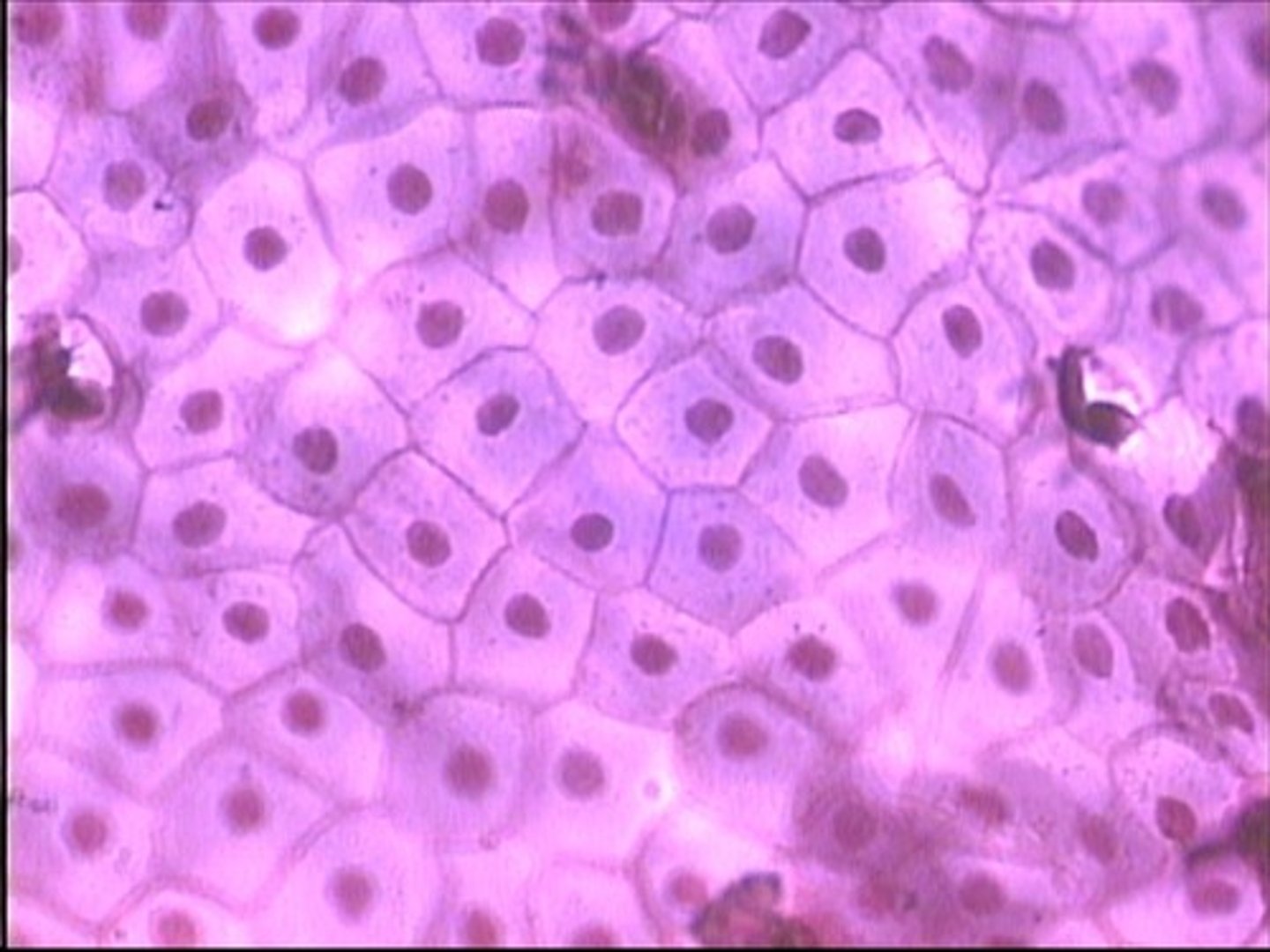 <p>One layer</p><p>Squamous Cell</p><p>Nucleus</p><p>Plasma Membrane</p><p>Cytoplasm</p><p>Blood vessels, lungs, inside the heart</p>
