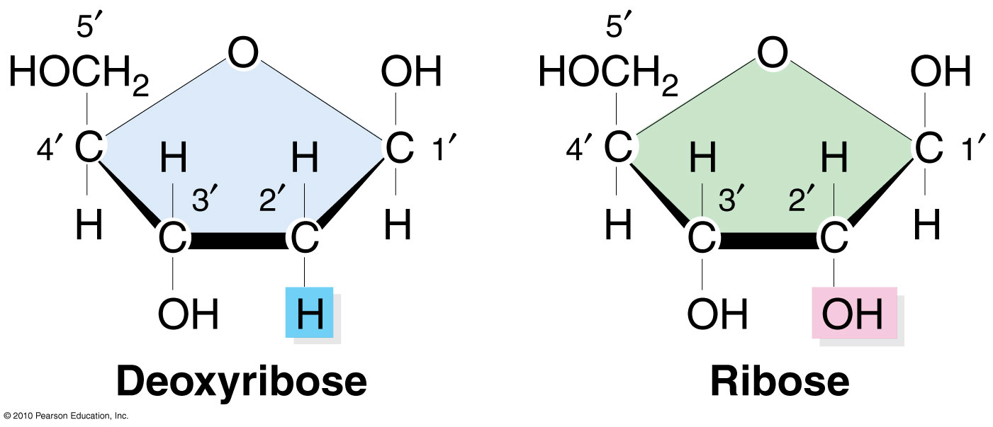 <p>RNA has a hydroxyl group (OH) at the 2' carbon of the ribose sugar, while DNA lacks this OH (deoxyribose)</p>