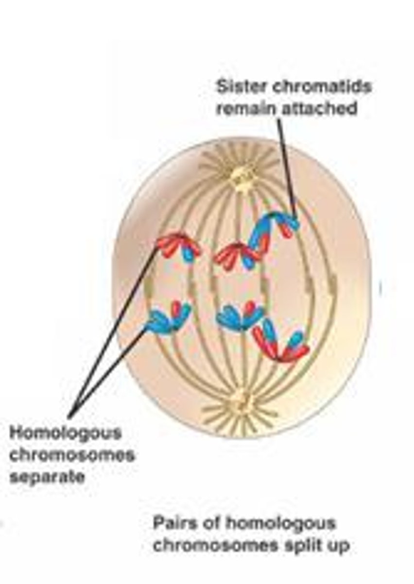 <p>homologous pairs separate and are pulled to opposite poles of cell; this is called disjunction when they are pulled apart; daughter cells get a mixture of mom and dads chromosomes</p>