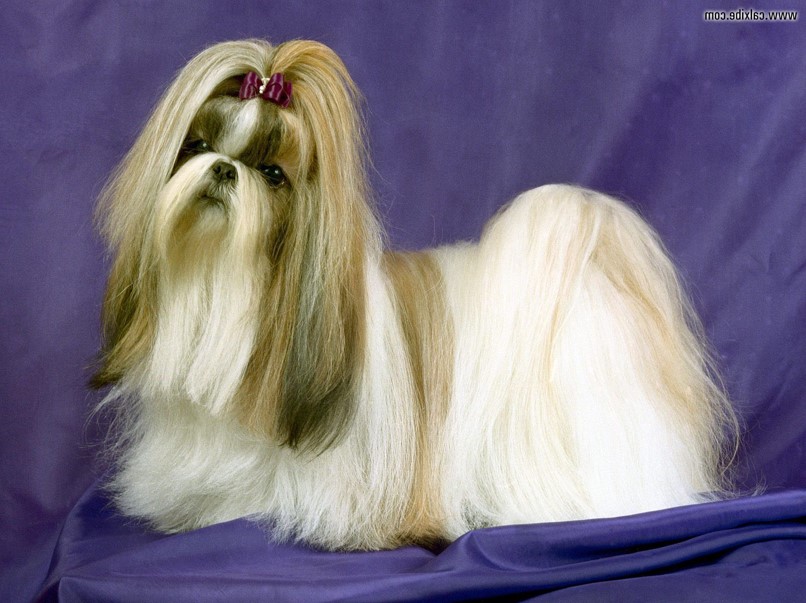 <p>Shih Tzu</p>