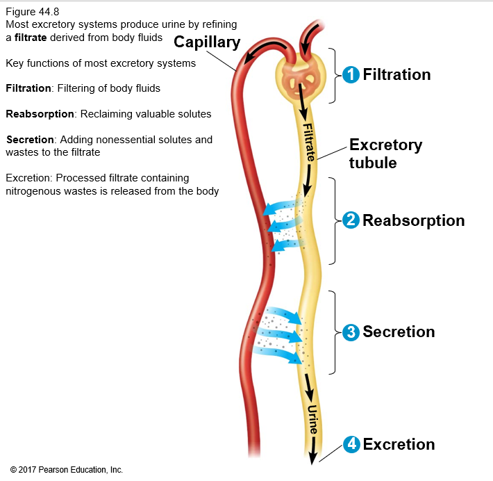 <p>What happens in filtration?</p>
