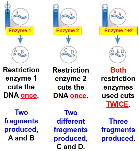 <ul><li><p>for identifying DNA, the big DNA molecule is cut using <mark data-color="green" style="background-color: green; color: inherit">restriction endonuclease enzymes</mark>- cut the DNA at specific sites</p></li></ul><p></p><ul><li><p>DNA fragments are then added to the <mark data-color="green" style="background-color: green; color: inherit">gel </mark>containing a dye (e.g. EtBr, ethidium bromide)- binds to <mark data-color="green" style="background-color: green; color: inherit">fragments</mark></p></li></ul><p></p>