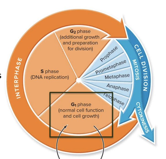 <p>Normal cell function and cell growth</p><ul><li><p>Protein synthesis</p></li><li><p>normal metabolism</p></li><li><p>nucleotides are synthesized</p></li><li><p>longes part of cell cycle</p></li></ul>