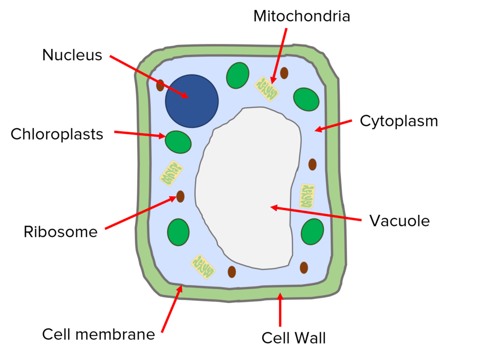 <ol><li><p>Cell wall , cellulose (Structure)</p></li><li><p>Mitochondria (energy)</p></li><li><p>Ribosomes (protein synthesis)</p></li><li><p>Cell membrane (Controls in&amp;out)</p></li><li><p>Nucleus (contains genetic material)</p></li><li><p>Cytoplasm (chemical reactions)</p></li><li><p>Permanent Vacuole (Fluid/ cell sap)</p></li><li><p>Chloroplasts (photosynthesis)</p></li></ol>