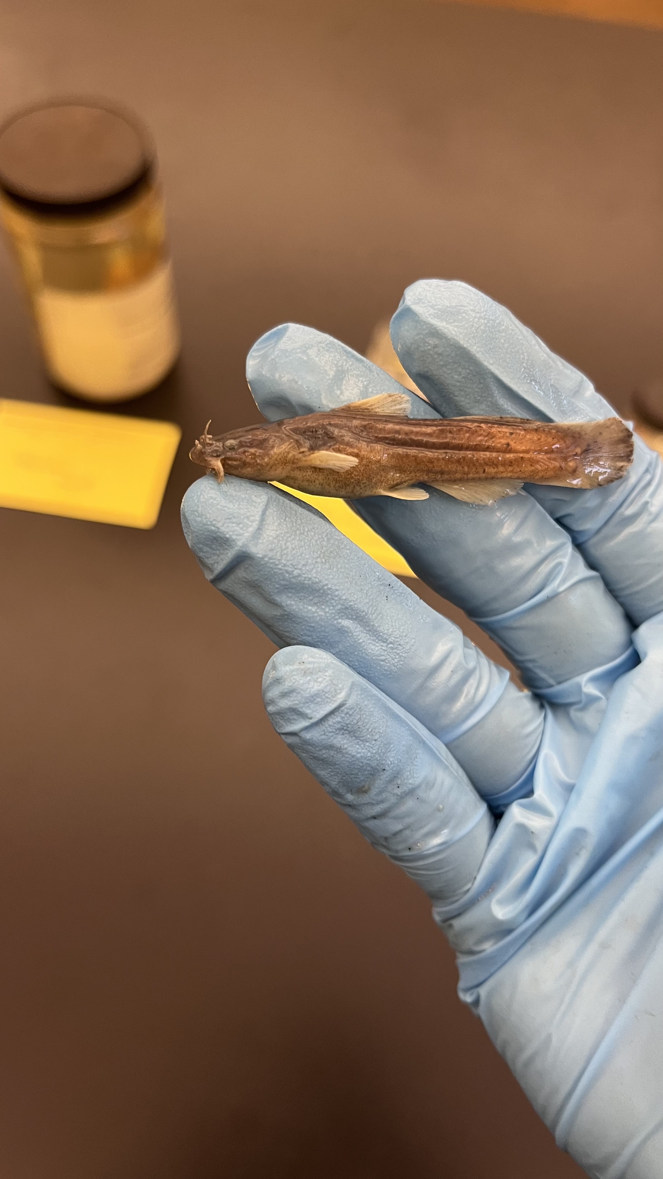 <p>Speckled Madtom</p>