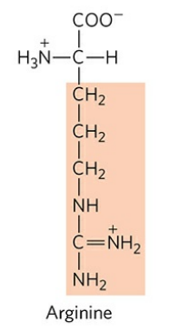<p>Abbreviation: Arg, R</p><p>pK<sub>a </sub>of R group: 12.5</p>