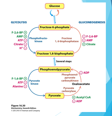 <p>making new glucose, reverse synthesis of glucose from pyruvate or other intermediates</p><p>-while most cells just get their glucose from the blood, some tissues rely heavily on glucose and need to perform this process</p><p>ex brain, muscles, liver</p>