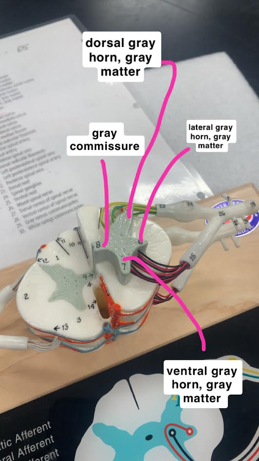<p>Gray Commisure</p>