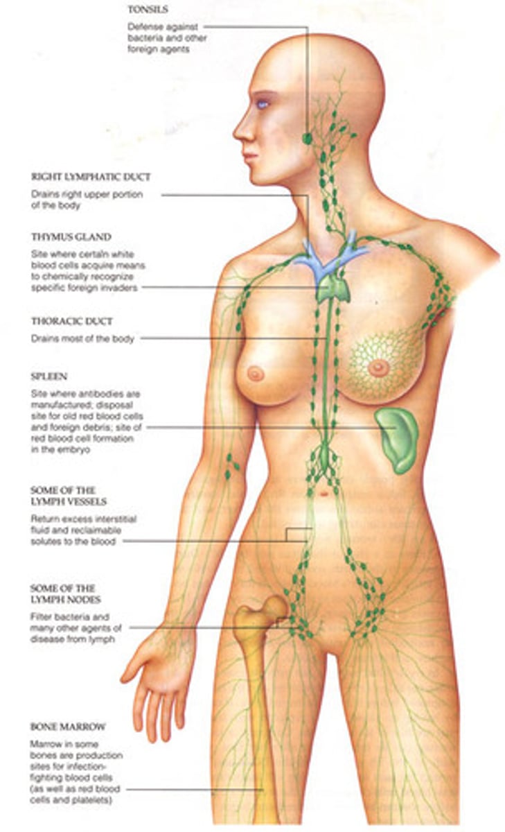 <p>Composed of a network of vessels, ducts, nodes, and organs. Provides defense against infection (crucial for immune system)</p>