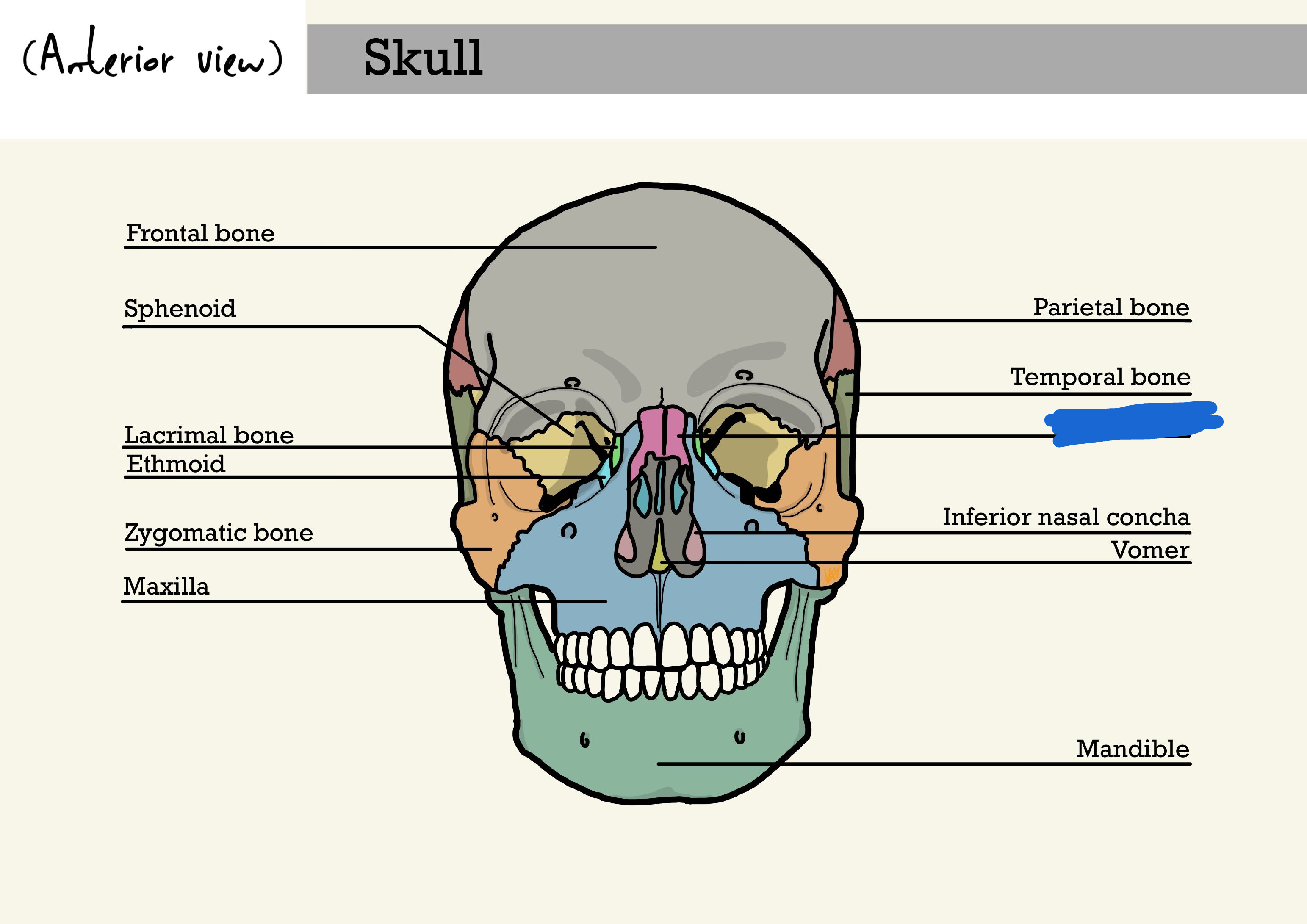 <p>nasal bone (anterior view)</p>